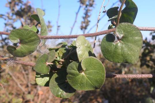 Image of Trellis-vine