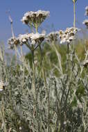 Achillea clavennae L. resmi