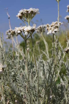 Image of Achillea clavennae L.