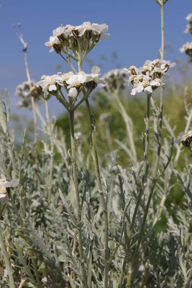 Image of silvery yarrow