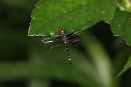 Tetrathemis irregularis Brauer 1868 resmi