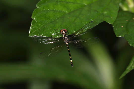 Imagem de Tetrathemis irregularis Brauer 1868