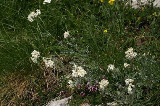 Image of Achillea clavennae L.