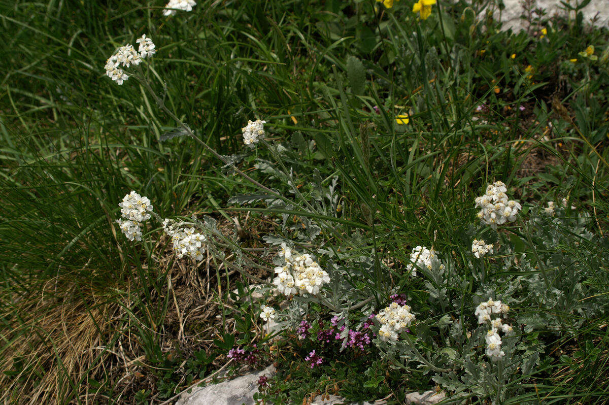 Achillea clavennae L. resmi