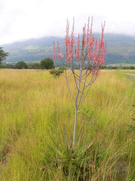 Image of Aloe dewetii Reynolds