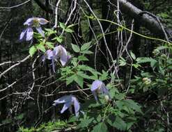 Слика од Clematis alpina (L.) Miller