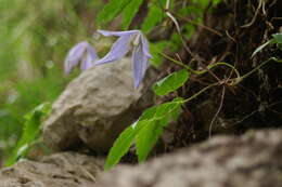 Imagem de Clematis alpina (L.) Miller