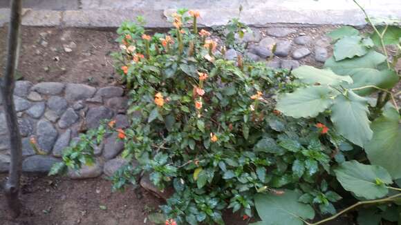 Imagem de Crossandra infundibuliformis (L.) Nees