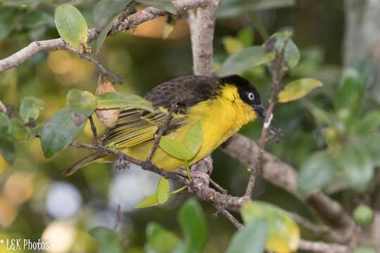 Image of Baglafecht Weaver