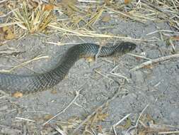 Image of Indigo Snake