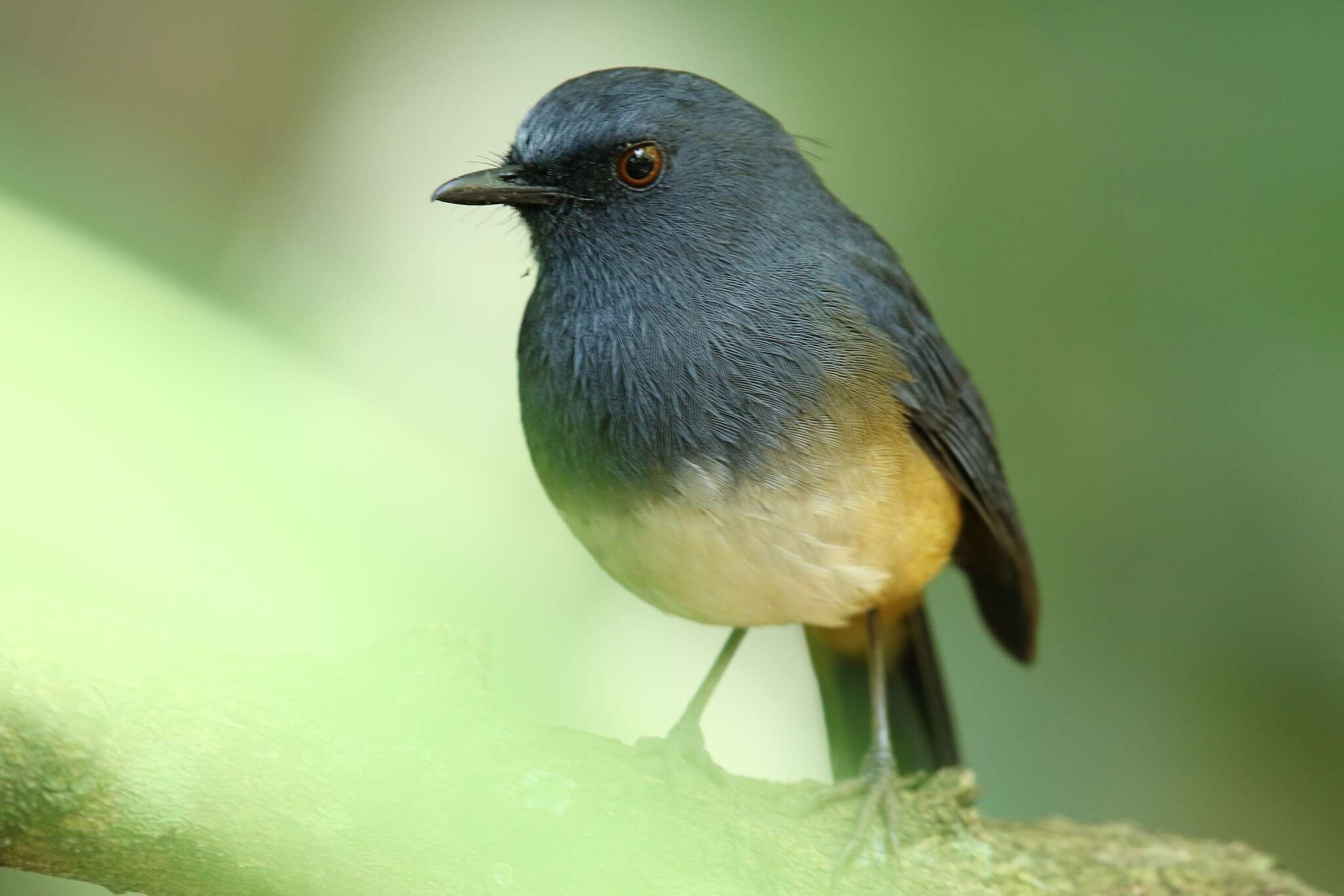Image of Nilgiri Blue Robin