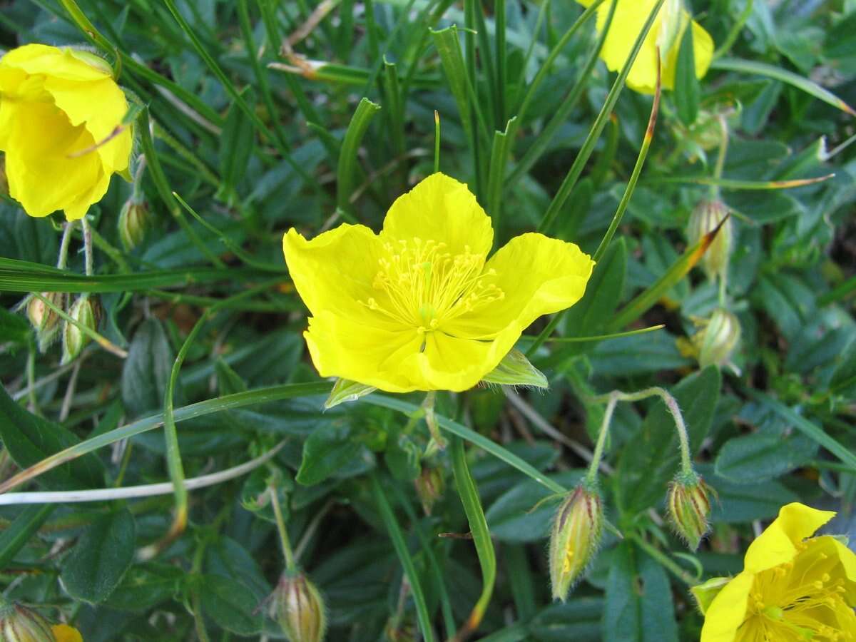 Image of Hoary Rock-rose