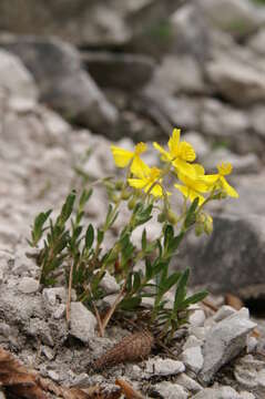 Image of Hoary Rock-rose