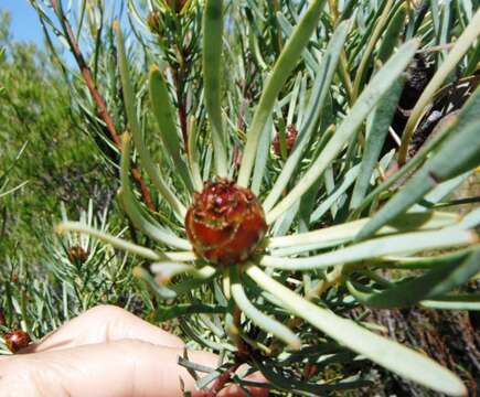 Image of Leucadendron meyerianum H. Buek ex Meissn.