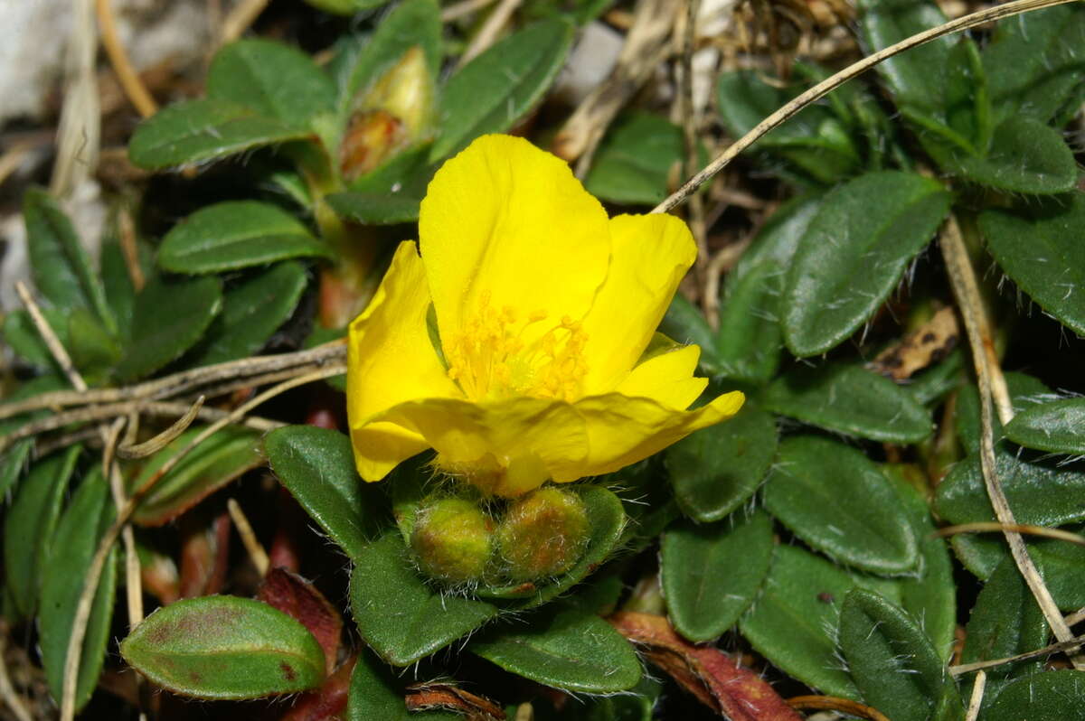 Image of Hoary Rock-rose