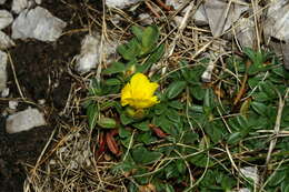 Image of Hoary Rock-rose