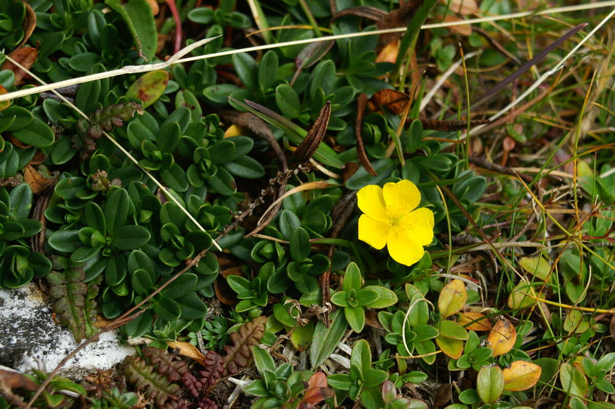 Image of Hoary Rock-rose