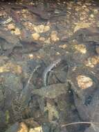 Image of Tarahumara Salamander