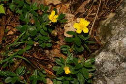 Image of Hoary Rock-rose