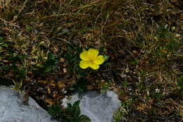 Image of Hoary Rock-rose