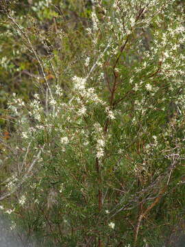 Image de Hakea trifurcata (Sm.) R. Br.