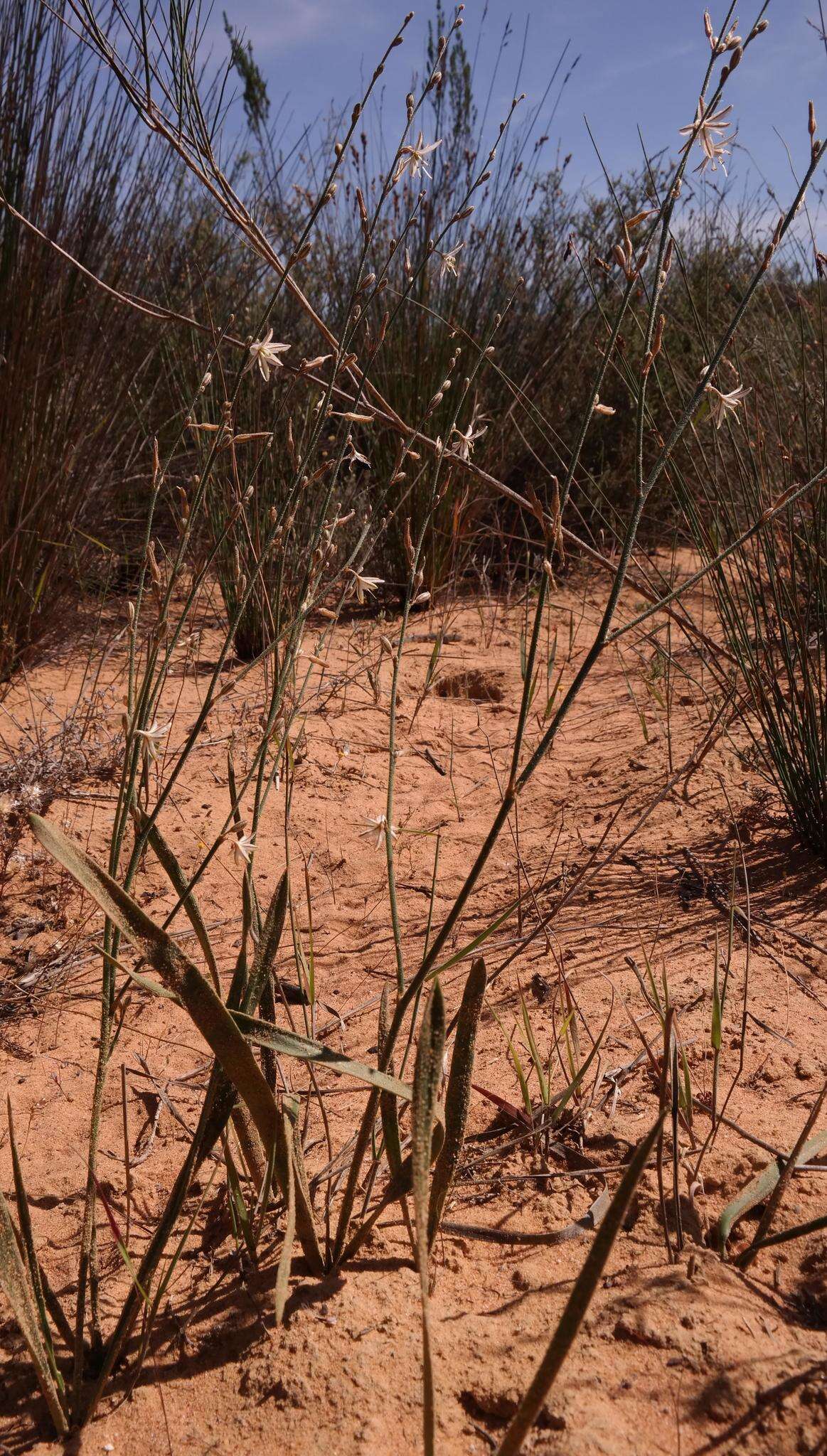 Image of Chlorophytum viscosum Kunth