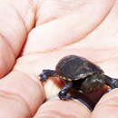 Image of Mexican Mud Turtle