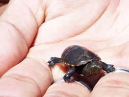 Image of Mexican Mud Turtle