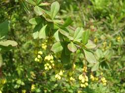 Image of Berberis aristata DC.