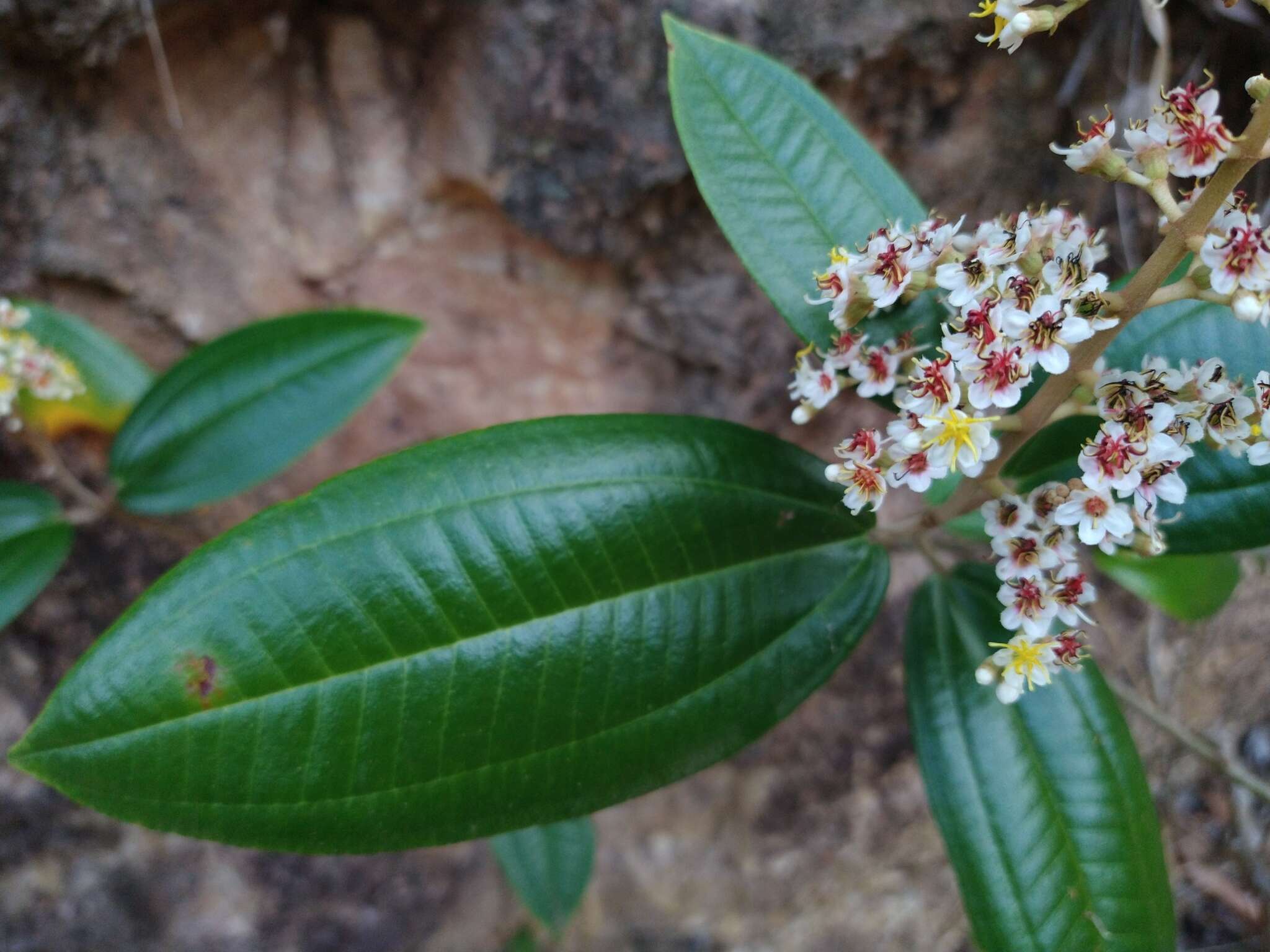 Image of Miconia stenostachya (Schrank & C. Martius) DC.