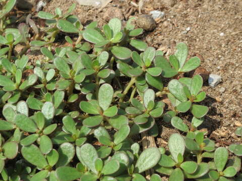 Image of common purslane