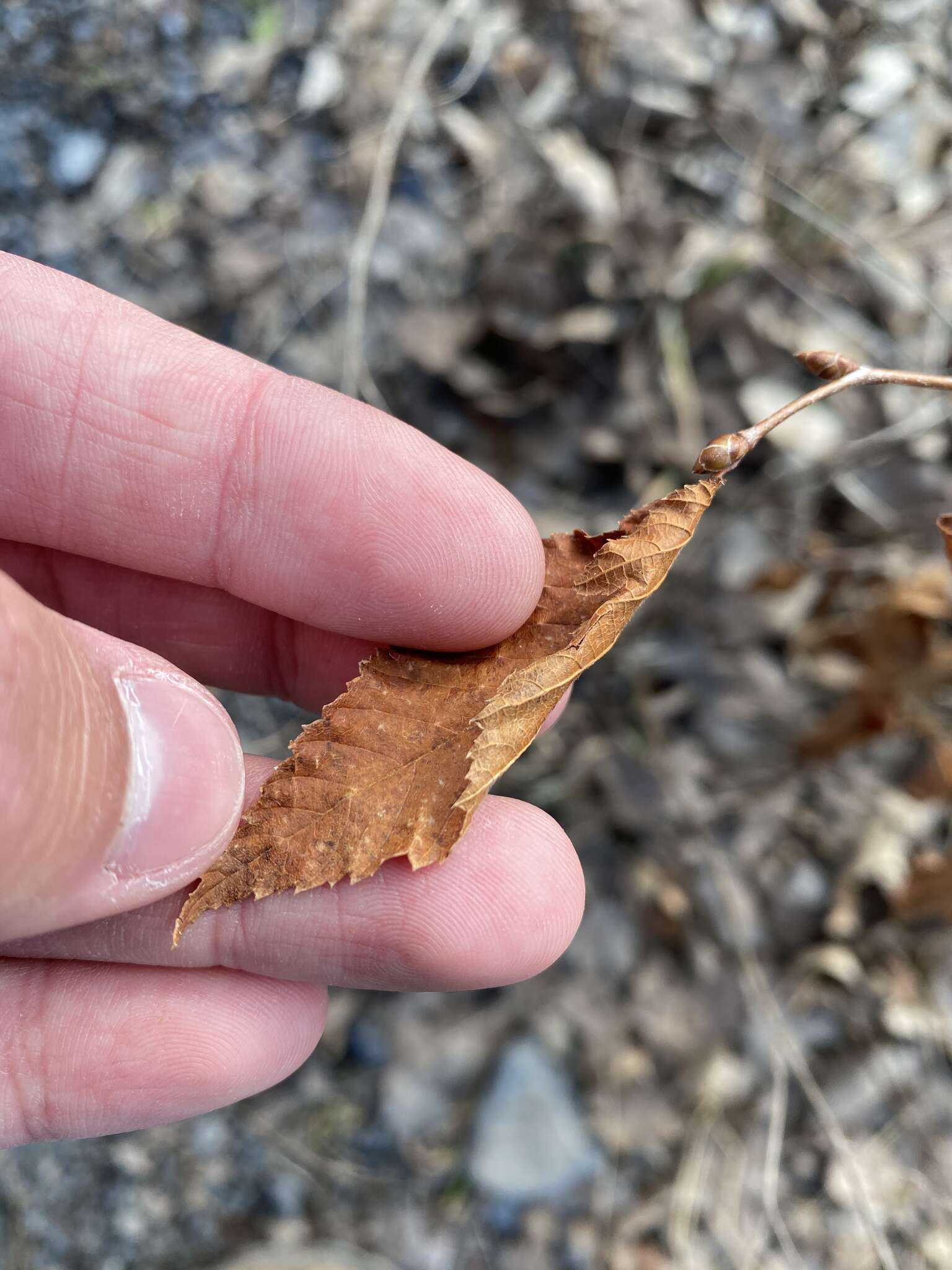 Image de Ostrya virginiana subsp. virginiana