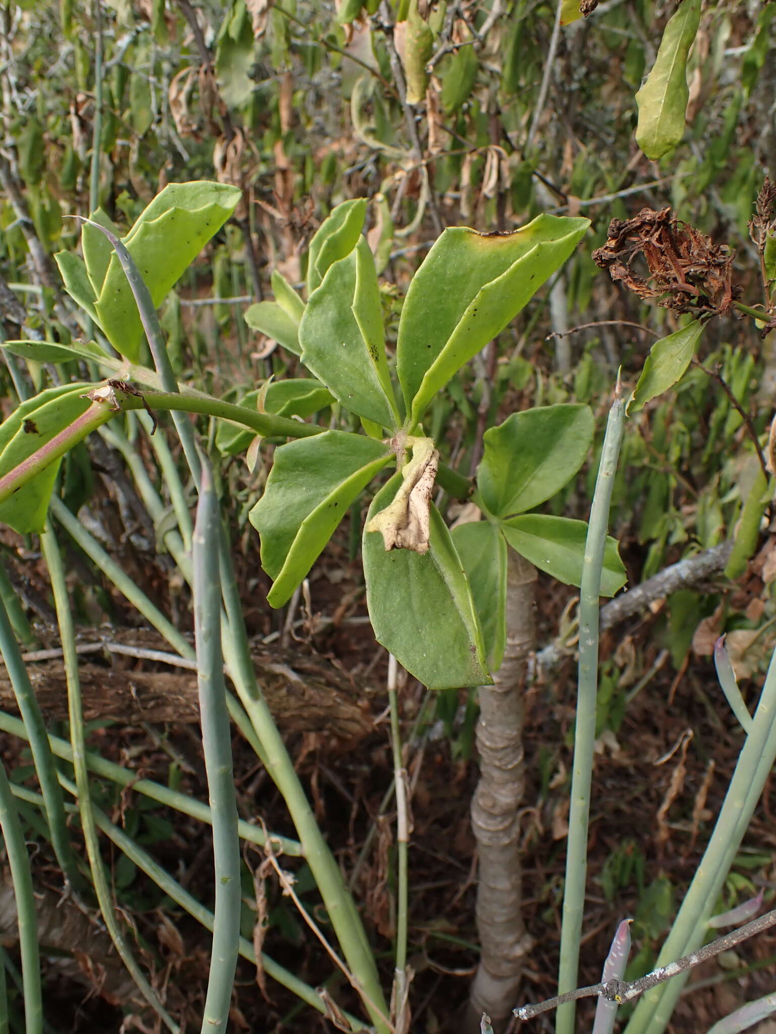 Image of Cyphostemma quinatum (Ait.) Descoings