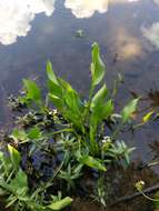 Sivun Sagittaria platyphylla (Engelm.) J. G. Sm. kuva