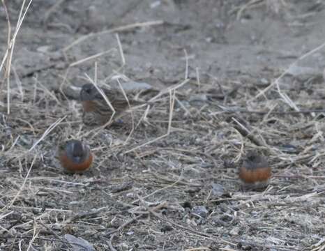 Imagem de Prunella rubeculoides (Moore & F 1854)