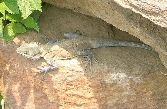 Image of Kashmir Rock Agama