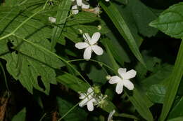 Image of Ranunculus platanifolius L.