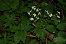 Image of Ranunculus platanifolius L.