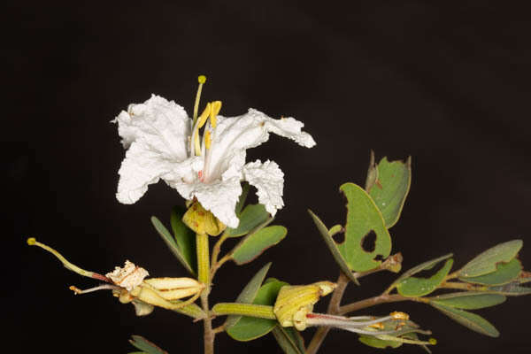 Image of Bauhinia petersiana Bolle