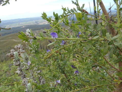 Plancia ëd Psoralea keetii H. M. L. Forbes