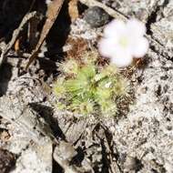 Image de Drosera pulchella Lehm.