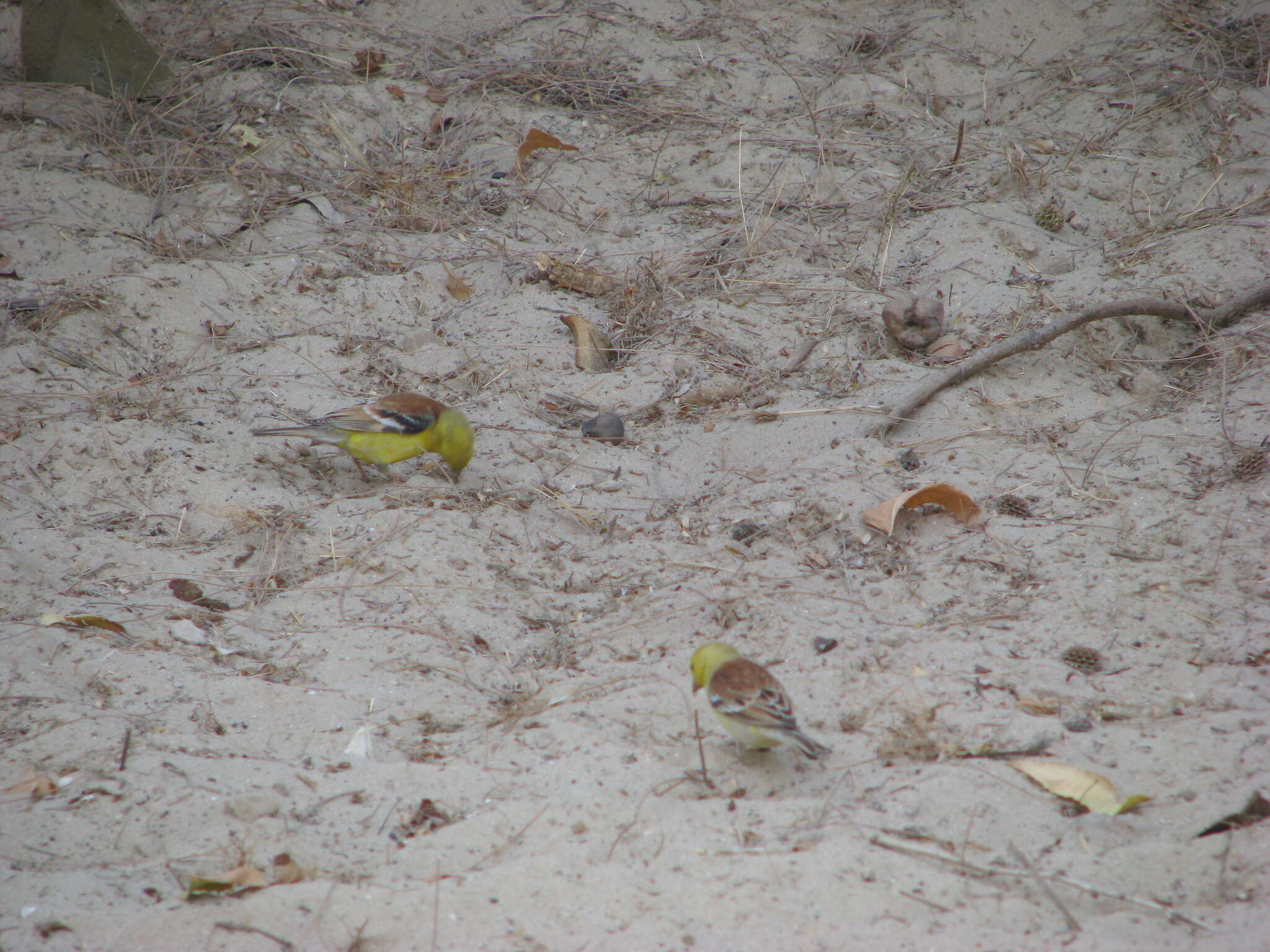 Image of Sudan Golden Sparrow