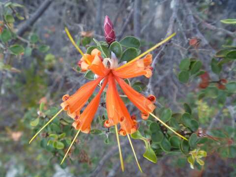 Image of Lambertia inermis R. Br.