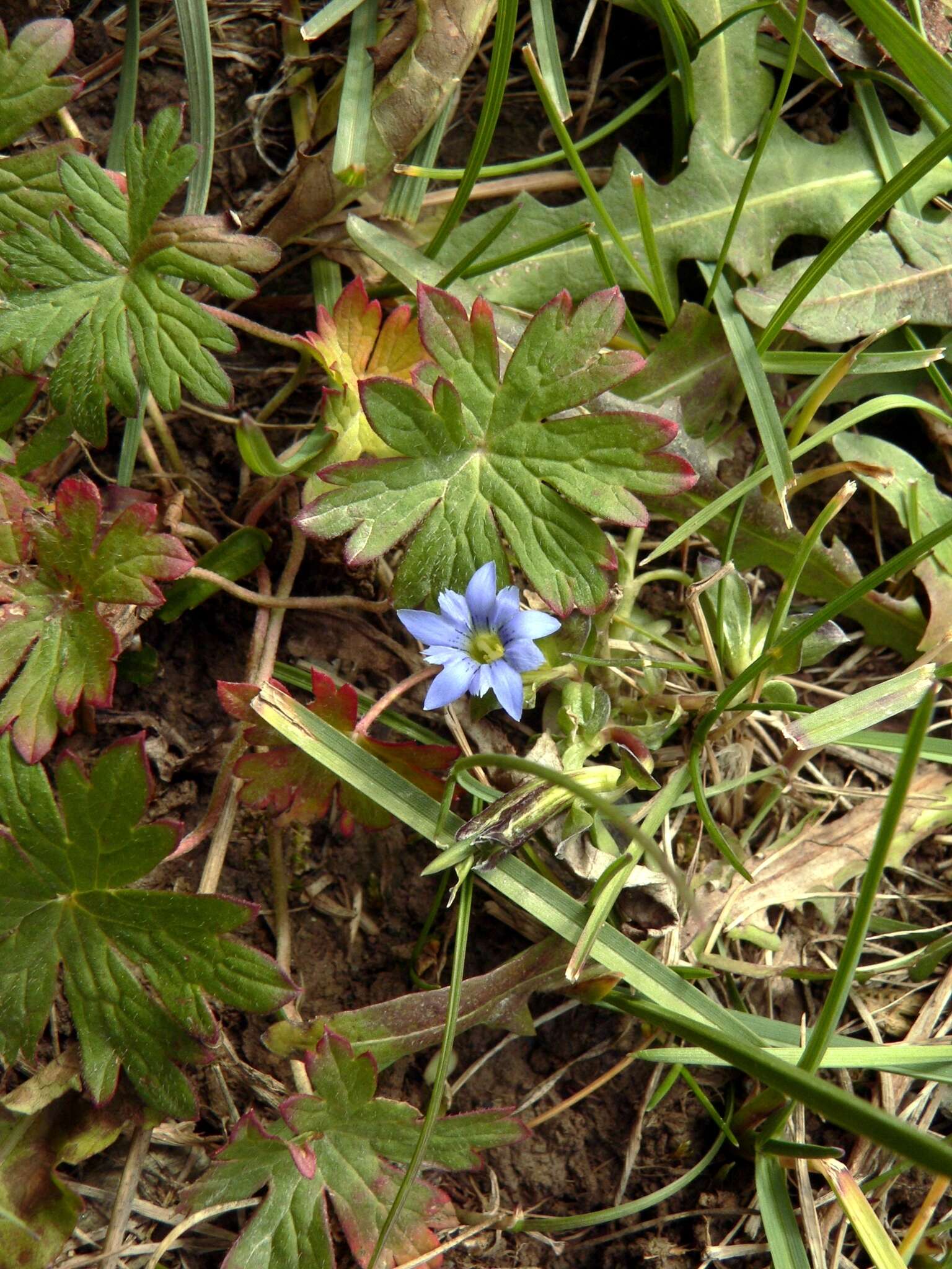 Image of Gentiana karelinii Griseb.