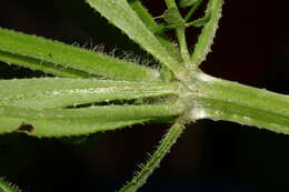 Plancia ëd Galium aparine L.