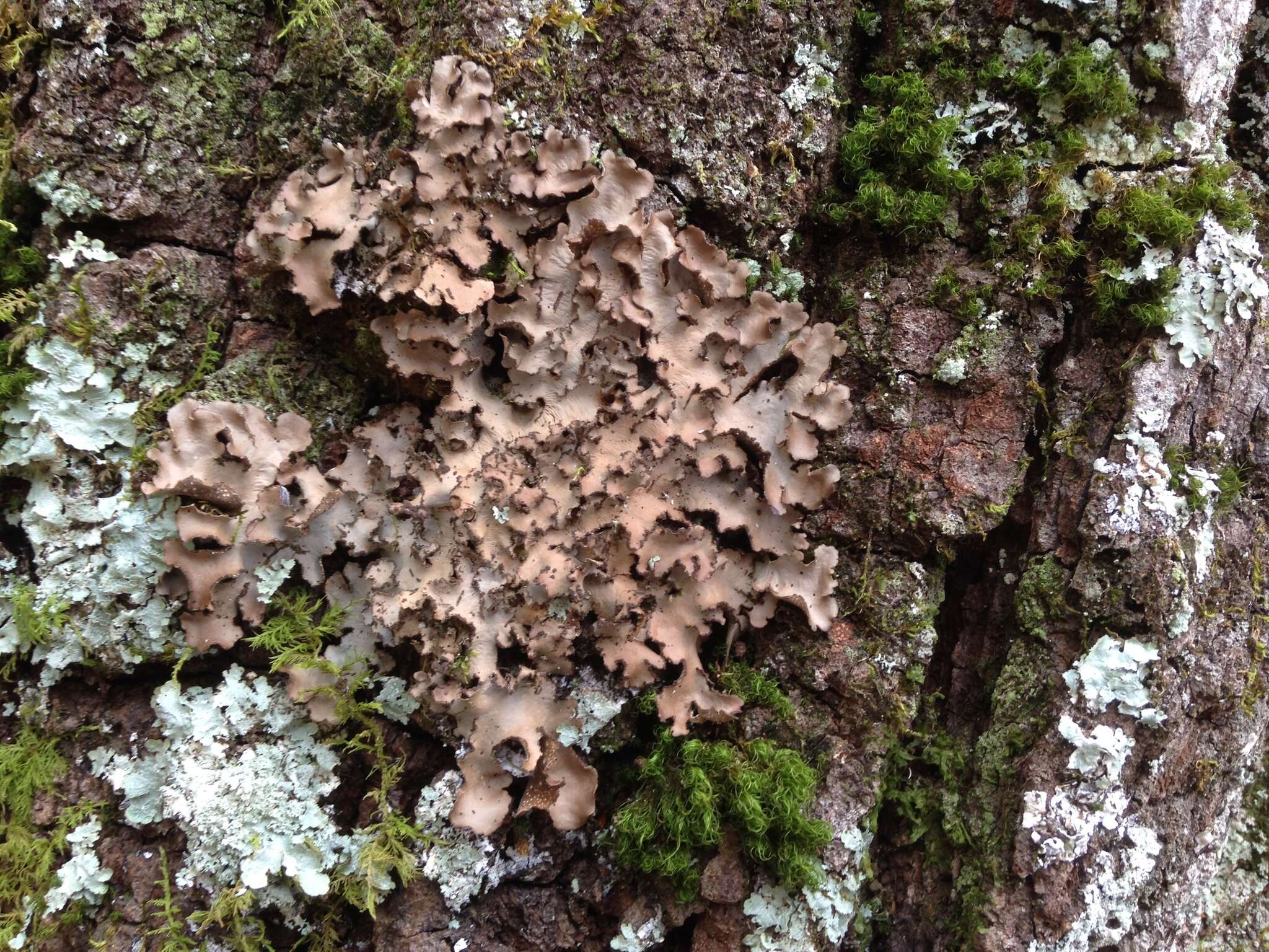 Image of Beauvois' spotted felt lichen