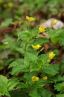 Image of Lysimachia nemorum L.