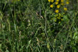 صورة Chaerophyllum coloratum L.