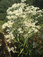 Image of lateflowering thoroughwort