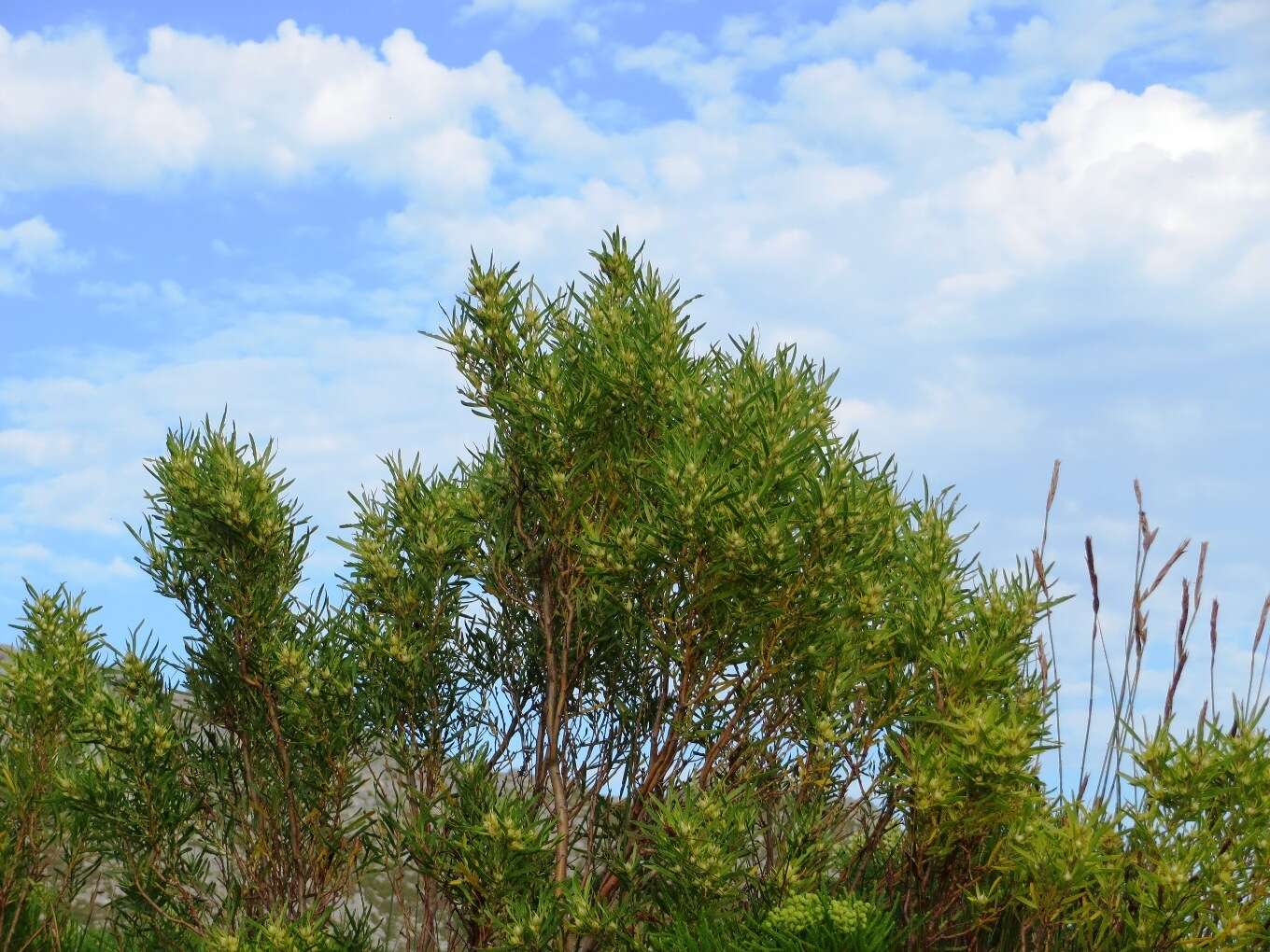 Imagem de Leucadendron salicifolium (Salisb.) I. Williams